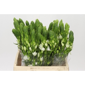 Ornithogalum thyrsoides Milky Way
