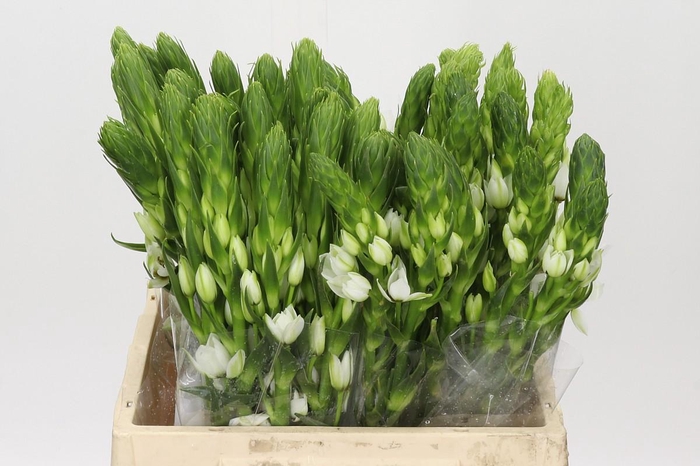 <h4>Ornithogalum thyrsoides Milky Way</h4>