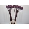 Allium Summer Drummer