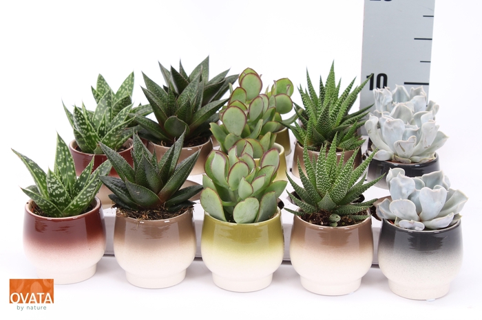 <h4>SUCC GEM 5 SRT</h4>