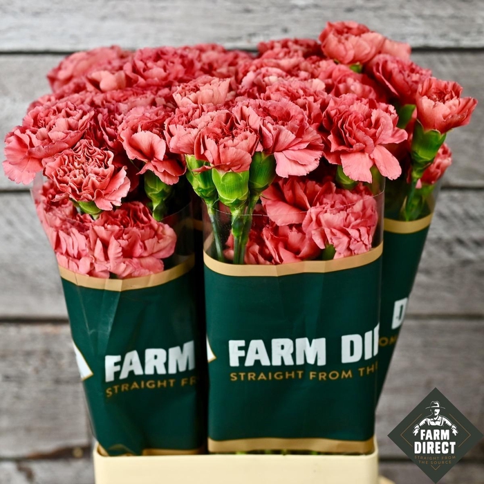 <h4>DI ST MISS FABULOUS</h4>