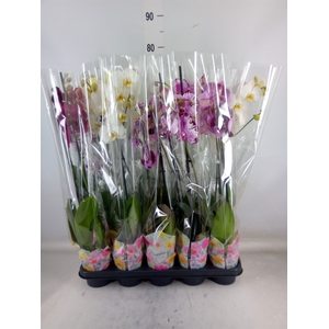 Phalaenopsis   ...
