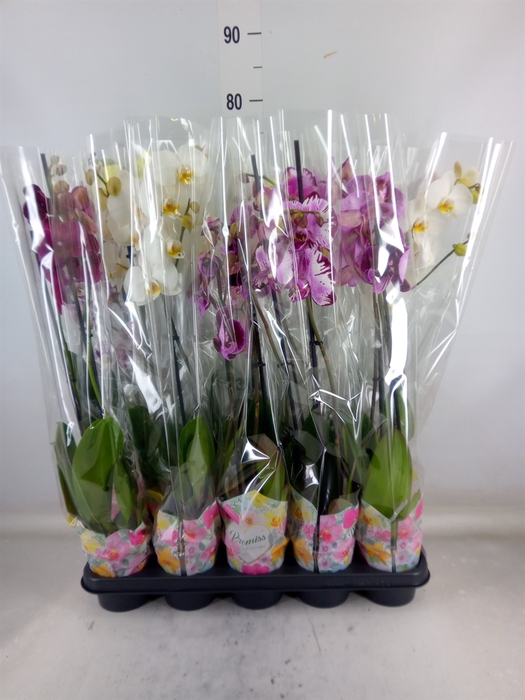 <h4>Phalaenopsis   ...</h4>