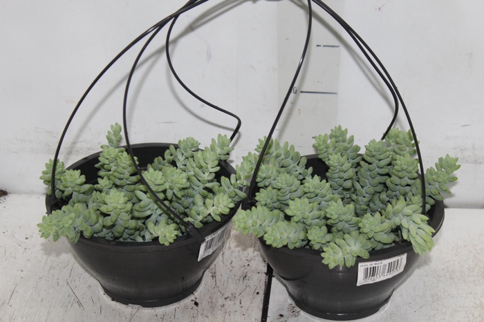 <h4>DEDO DE MOCA C18</h4>