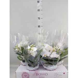 Phalaenopsis   ...white