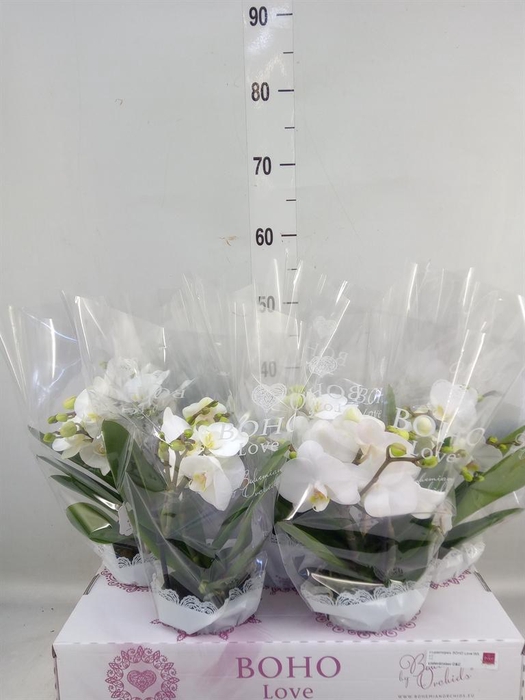 <h4>Phalaenopsis   ...white</h4>