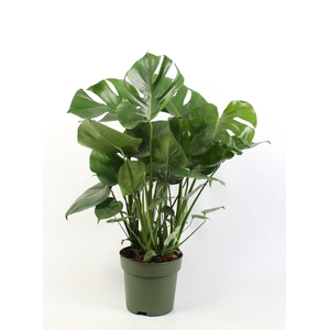 Monstera deliciosa 6 stek pp