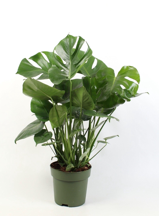 <h4>Monstera deliciosa 6 stek pp</h4>