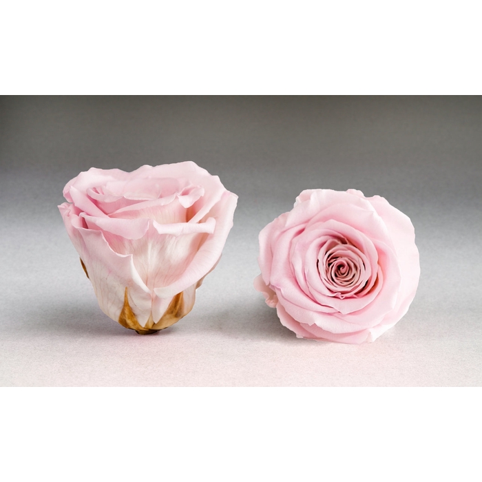 <h4>Roos XL Pin-04</h4>