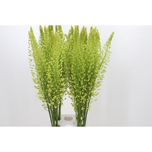 Eremurus Shelford Yellow Sun