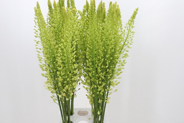 <h4>Eremurus Shelford Yellow Sun</h4>
