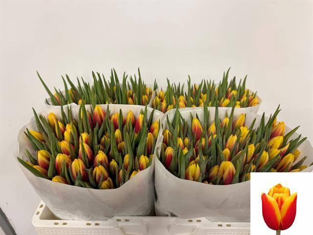 <h4>TU EN JAN SEIGNETTE</h4>