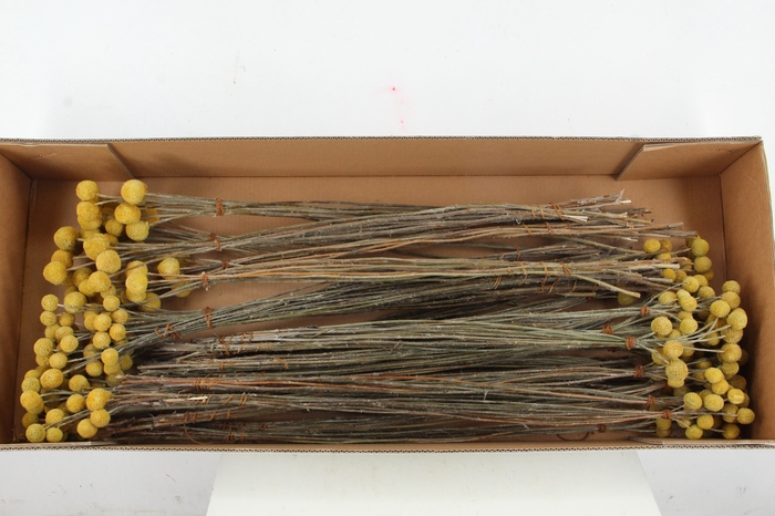 <h4>DF Craspedia</h4>