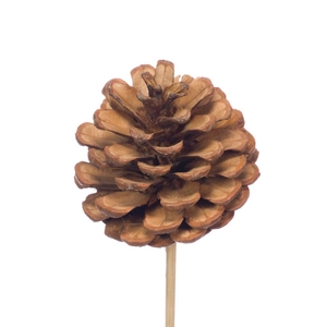 Pine Cone 5-7cm O/s Natural