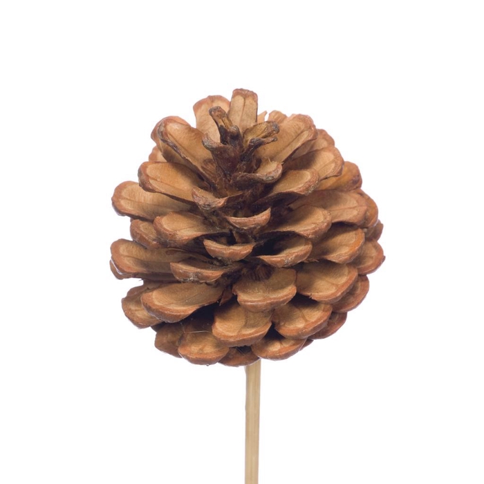 <h4>Pine Cone 5-7cm O/s Natural</h4>