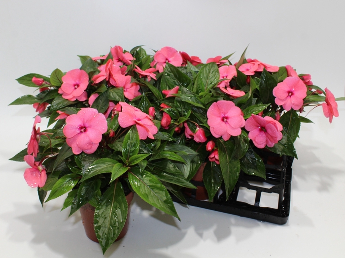 <h4>IMPAT NG TA PINK</h4>