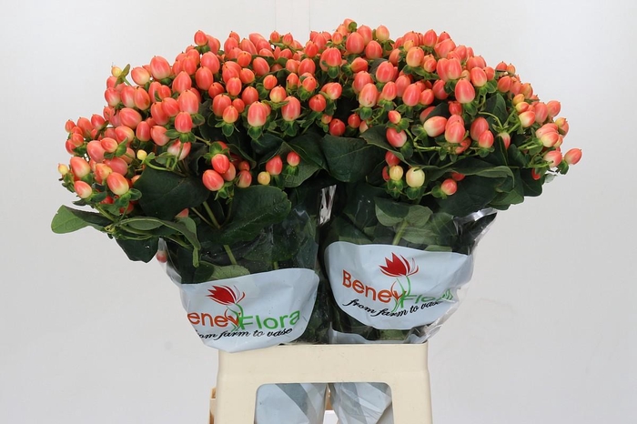 <h4>Hypericum Magical Royal Princess</h4>