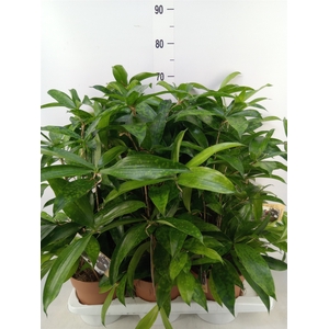 Dracaena surculosa