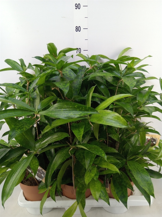 <h4>Dracaena surculosa</h4>