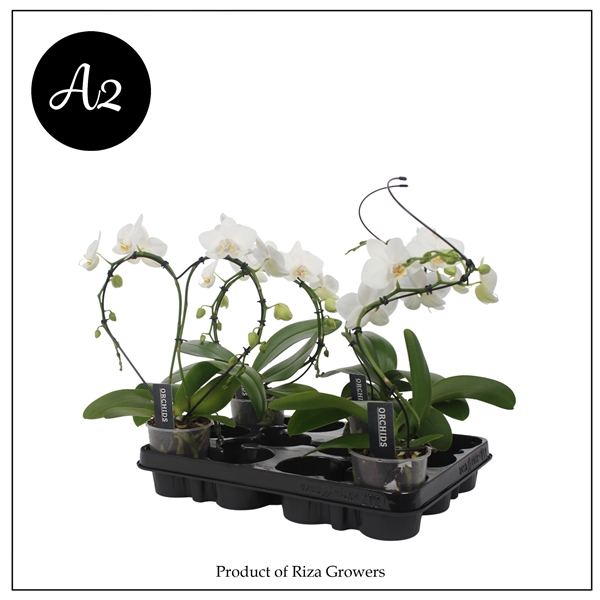 <h4>Phal. A2 Shapes Mix 9cm</h4>