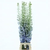 Delphinium Aurora White Super