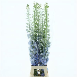 Delphinium Aurora White Super