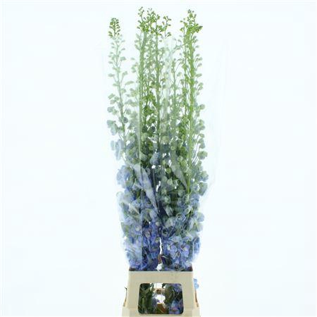<h4>Delphinium Aurora White Super</h4>