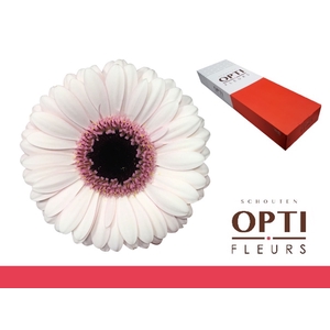 Germini Abby Lou Doos