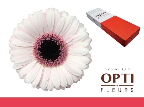 <h4>Germini Abby Lou Doos</h4>