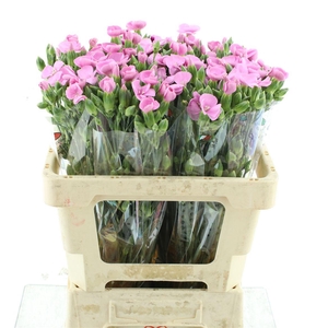 Di Tr Simply Old Pink Extra