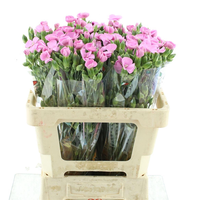 <h4>Di Tr Simply Old Pink Extra</h4>
