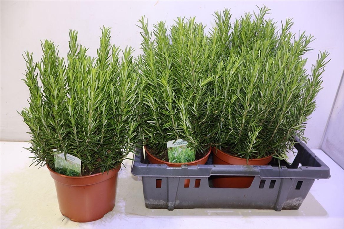 <h4>arr8 Rosmarin Of Ov</h4>