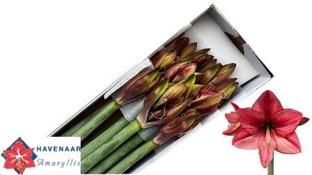 <h4>Hipp Ga Revelation</h4>