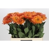 Dahlia Dr Phil