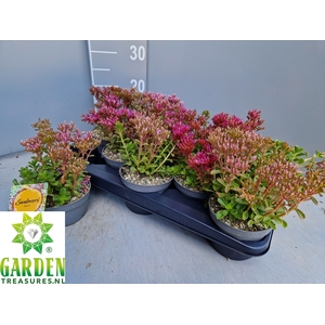 SEDUM GEM