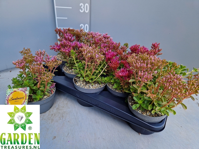 <h4>SEDUM GEM</h4>