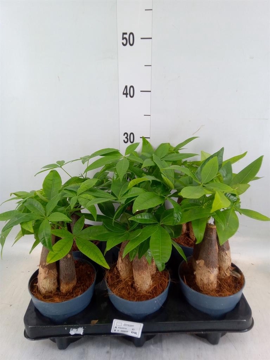 <h4>Pachira aquatica</h4>