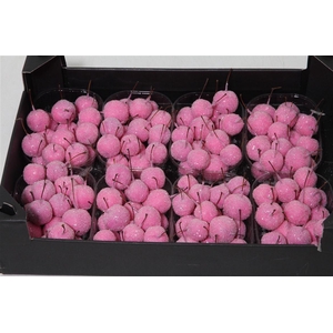 Appel (wax+gl) X8 Pink Rose