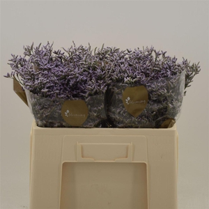 Limonium Safora Lilac