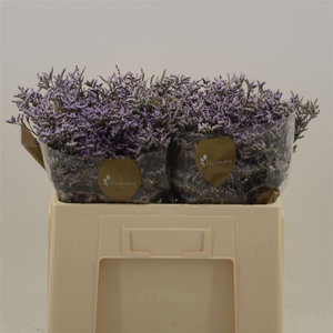 Limonium Safora Lilac
