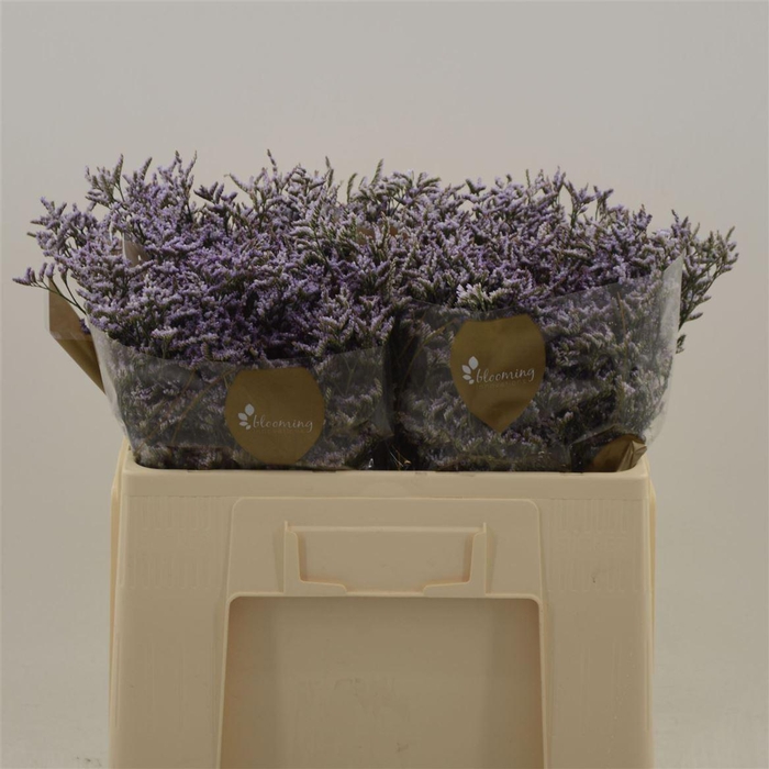 <h4>Limonium Safora Lilac</h4>