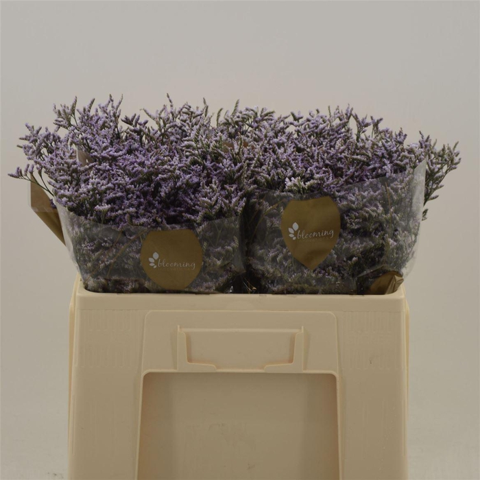 <h4>Limonium Safora Lilac</h4>
