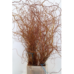 Salix Ov Bs Orange Extra