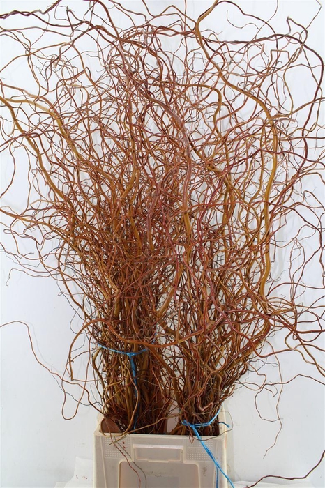 <h4>Salix Ov Bs Orange Extra</h4>