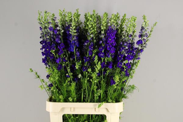 <h4>Delphinium Q Dark Blue</h4>