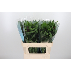 Alstroemeria Rockstar 75 Gram