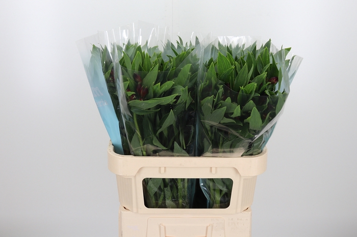 <h4>Alstroemeria Rockstar 75 Gram</h4>