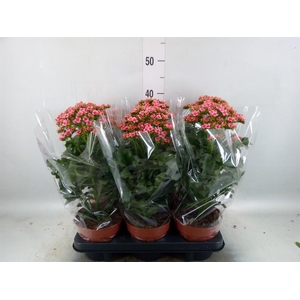 Kalanchoe blos. 'Feminine Pink'