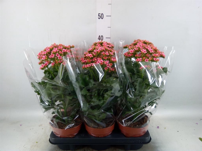 <h4>Kalanchoe blos. 'Feminine Pink'</h4>