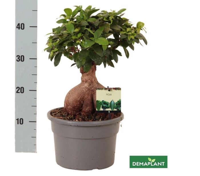 <h4>FIC MI GINSENG</h4>